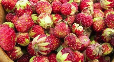 8 Jednoduchých a chutných zimních receptů na džem z lesních jahod